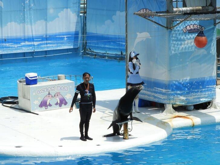 海獅出場囉