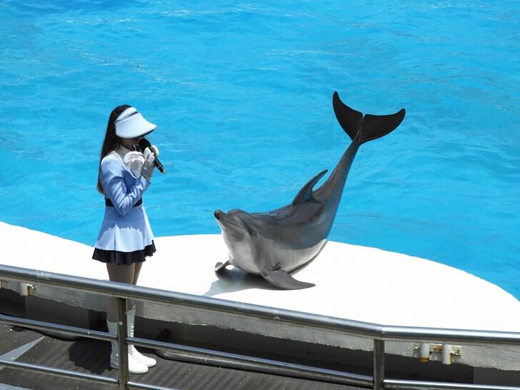 解說員正在介紹海豚