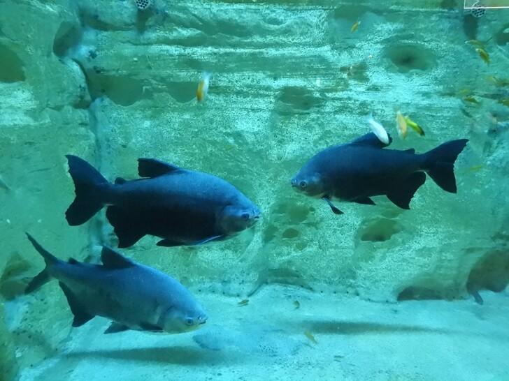 這藍色的是什麼魚？