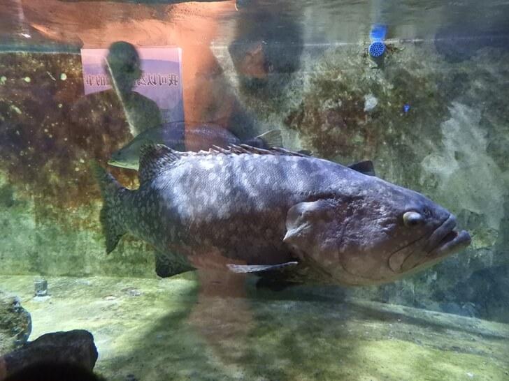 巨大的鞍帶石斑魚