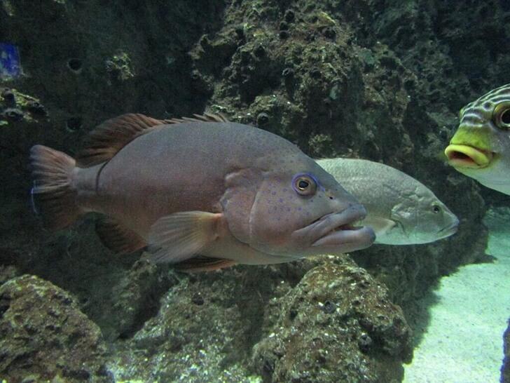水族館裡的魚