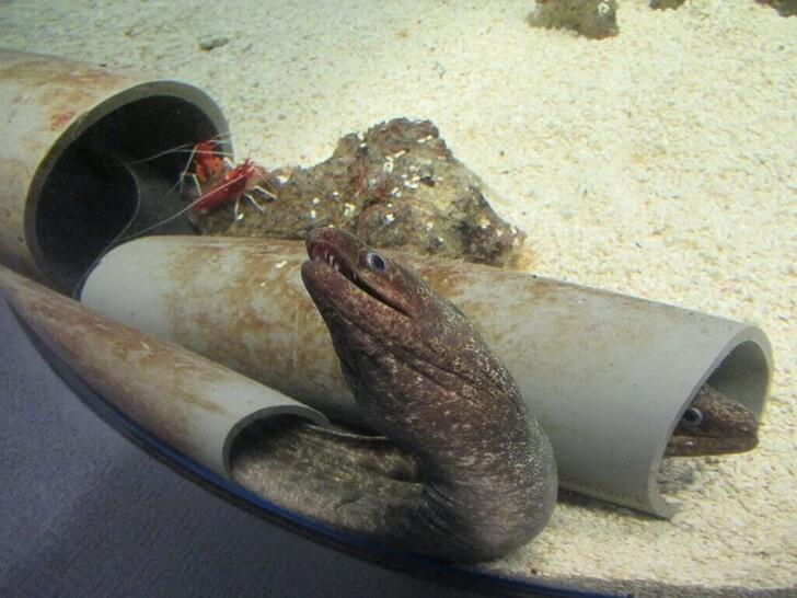 海鰻魚