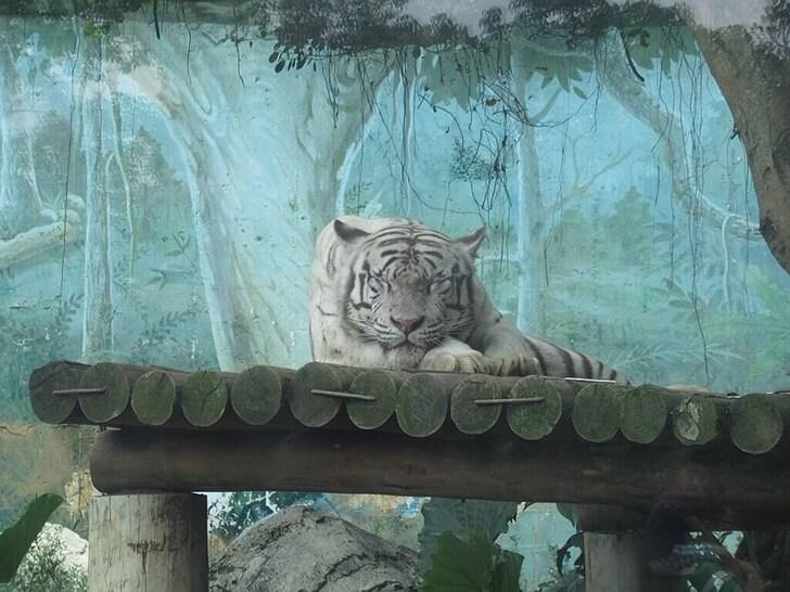 有看過白虎嗎？
