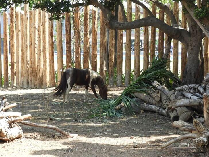 有一匹小馬