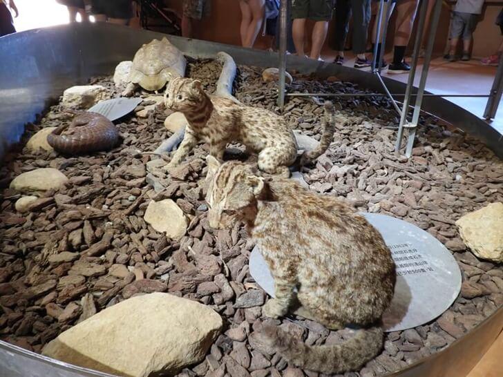 石虎標本