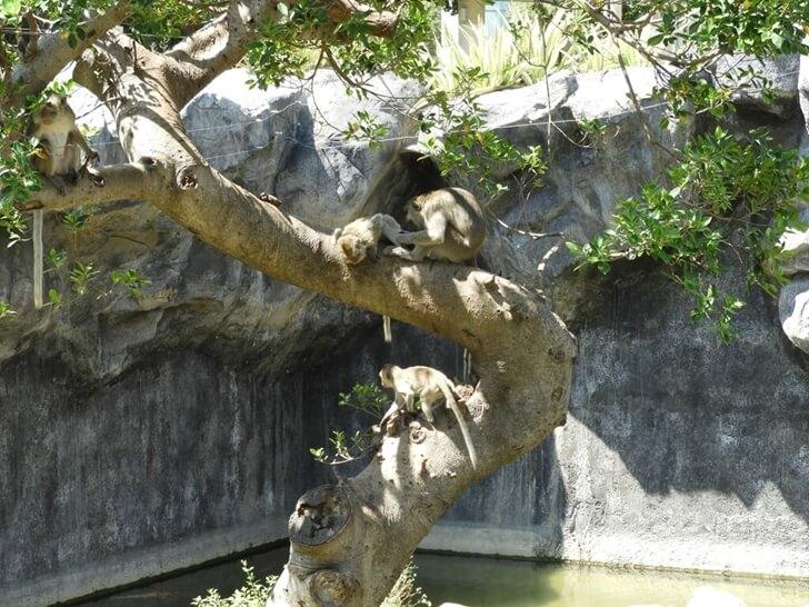 猴子在樹上彼此整理毛髮