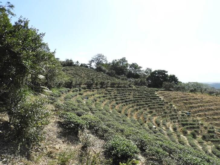楊梅觀光茶園