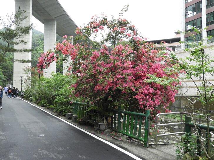 石碇溪旁的樹開花了
