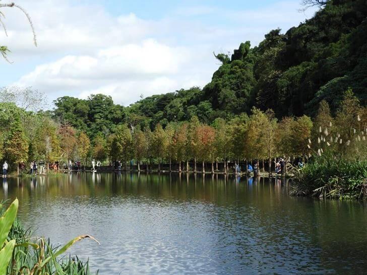 月眉人工濕地生態公園的落羽松及倒影