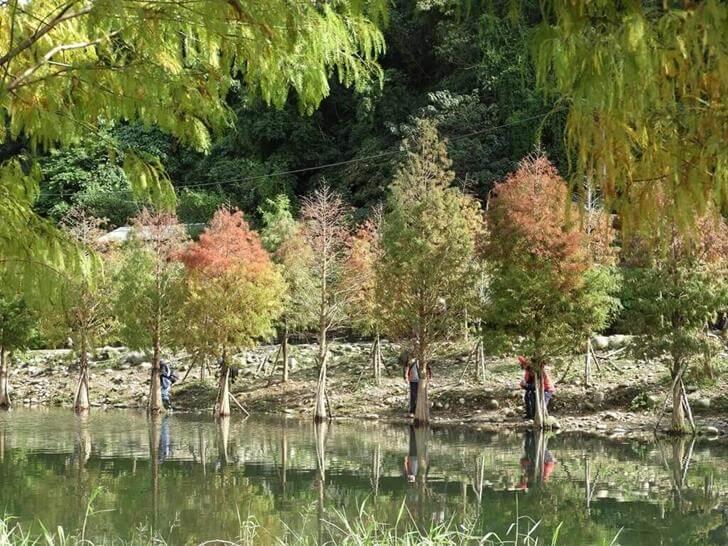 這一排落羽松的上端都轉紅了