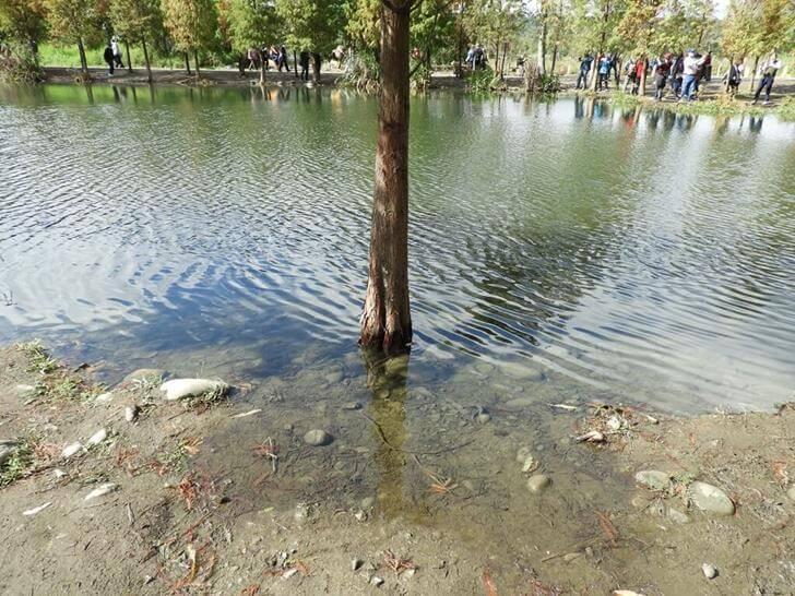 落羽松是這樣可以根部長在水裡