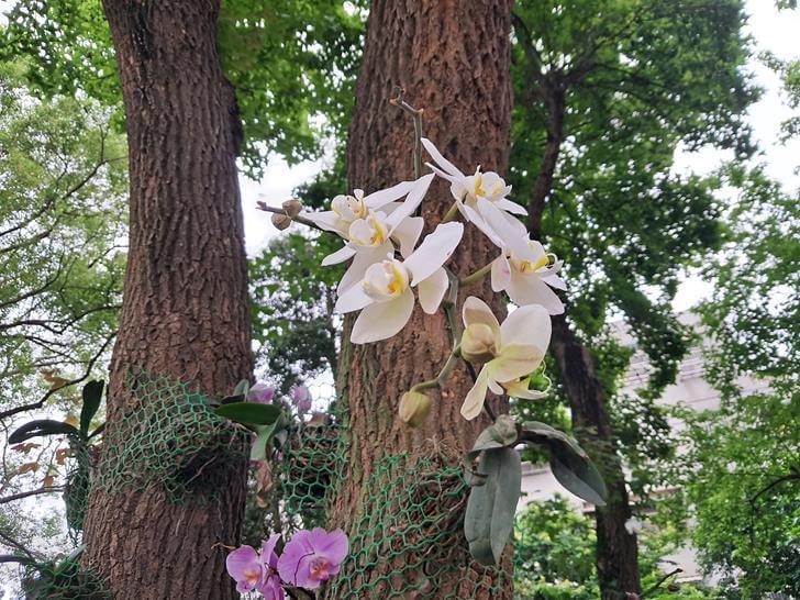 微風吹動的白花