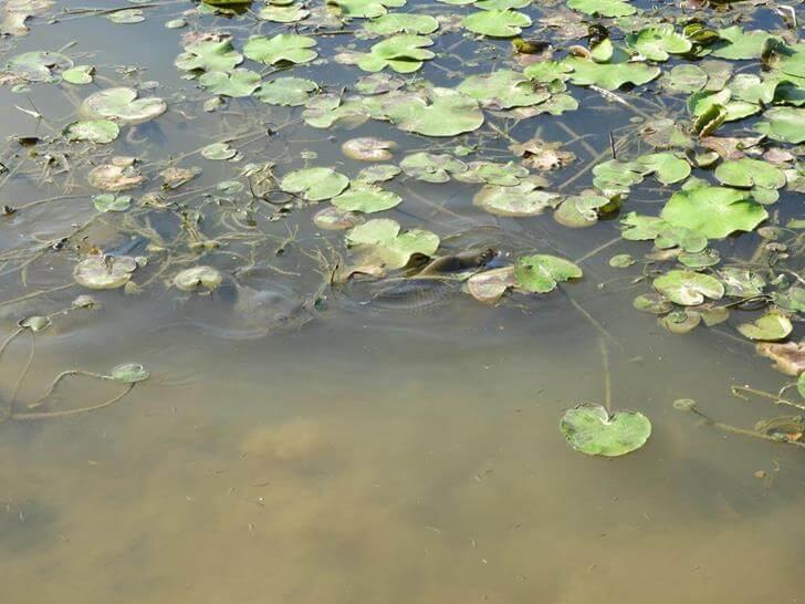 蓮花池內的魚很多
