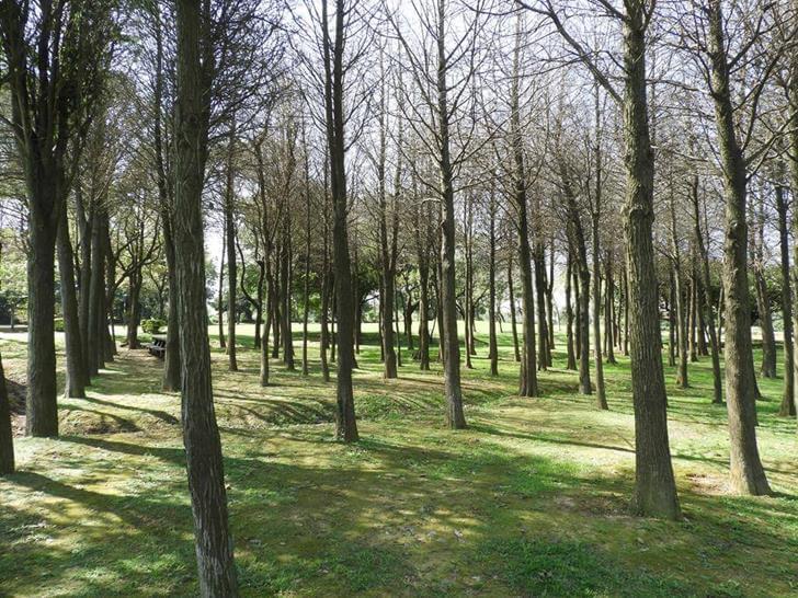 環保公園的樹林區