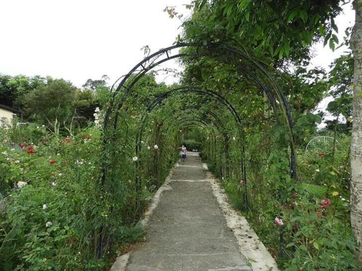 還沒開花的玫瑰花步道